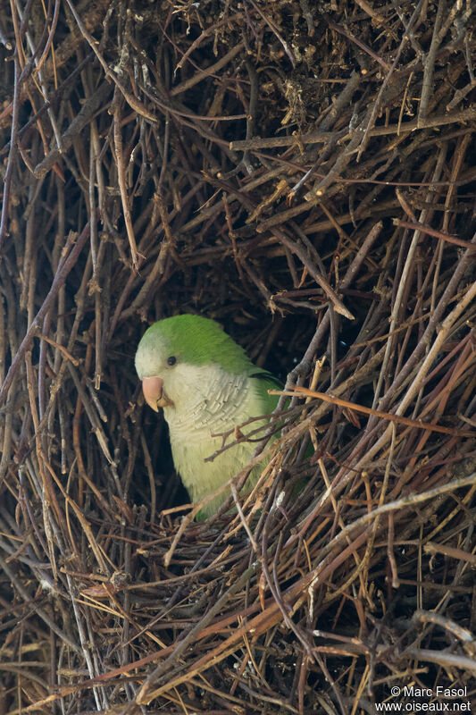 Monk Parakeetadult, Reproduction-nesting