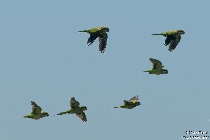 Monk Parakeet, Flight
