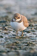 Little Ringed Plover