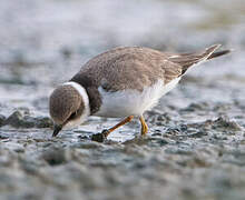 Little Ringed Plover