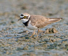 Little Ringed Plover