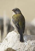 Peruvian Sierra Finch