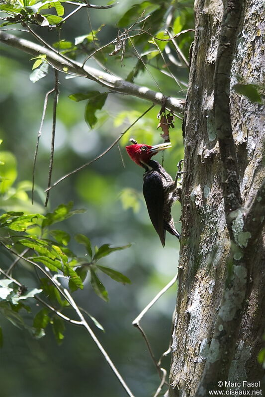 Pale-billed Woodpecker male adult breeding, identification