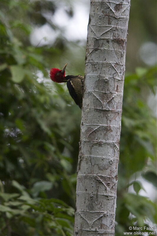 Pale-billed Woodpeckeradult, Behaviour