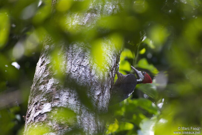 Crimson-crested Woodpecker female adult, identification, Behaviour
