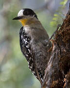White-fronted Woodpecker
