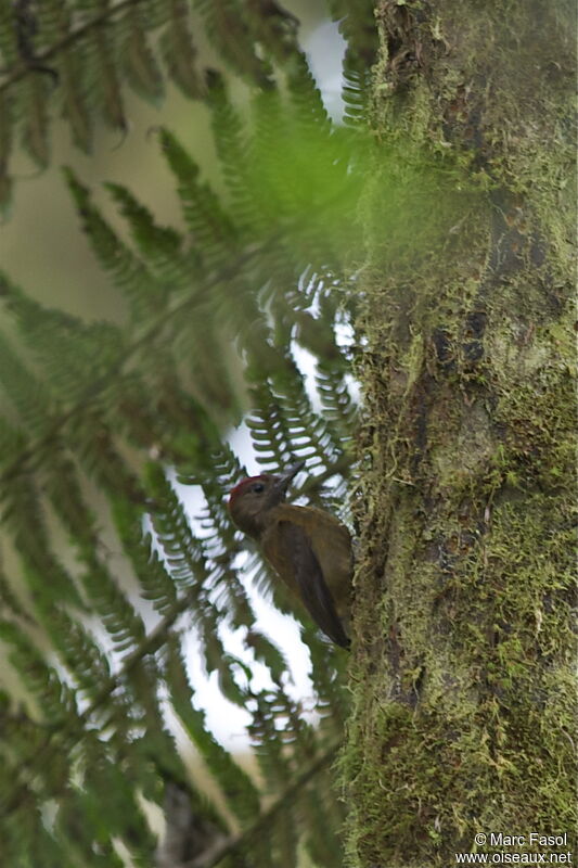 Smoky-brown Woodpecker male adult, identification, Behaviour