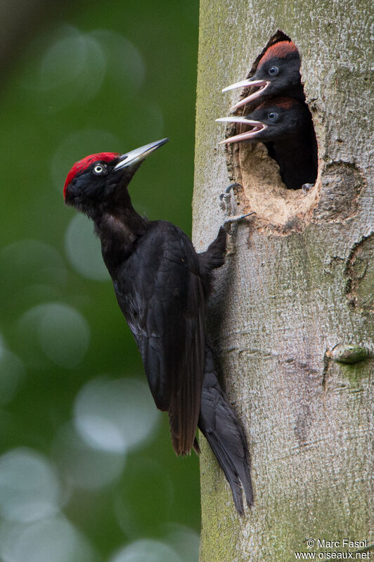 Black Woodpecker, identification, Reproduction-nesting