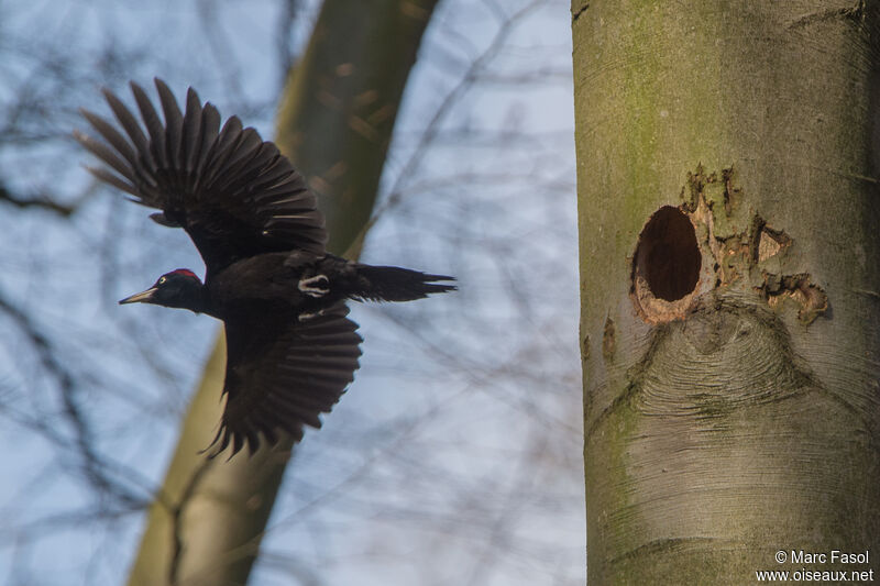 Black Woodpecker male adult, Flight