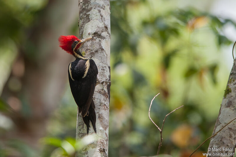 Lineated Woodpecker male adult breeding, identification