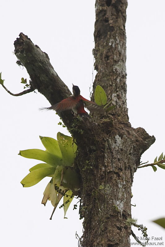 Scarlet-backed Woodpecker female adult, Flight