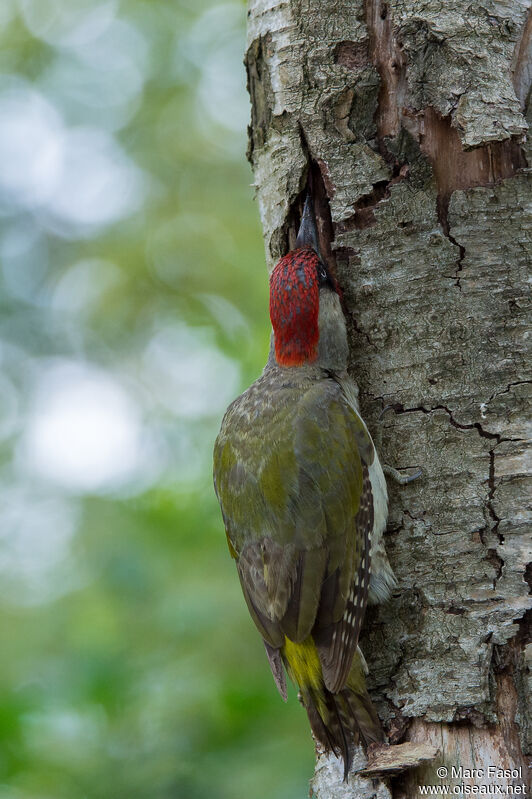European Green Woodpecker male adult, fishing/hunting