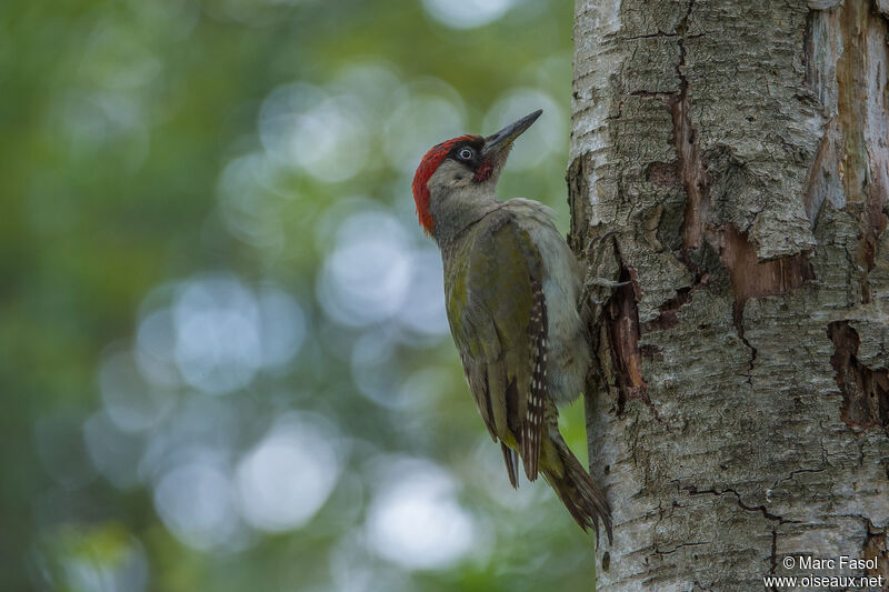 European Green Woodpecker male adult, identification