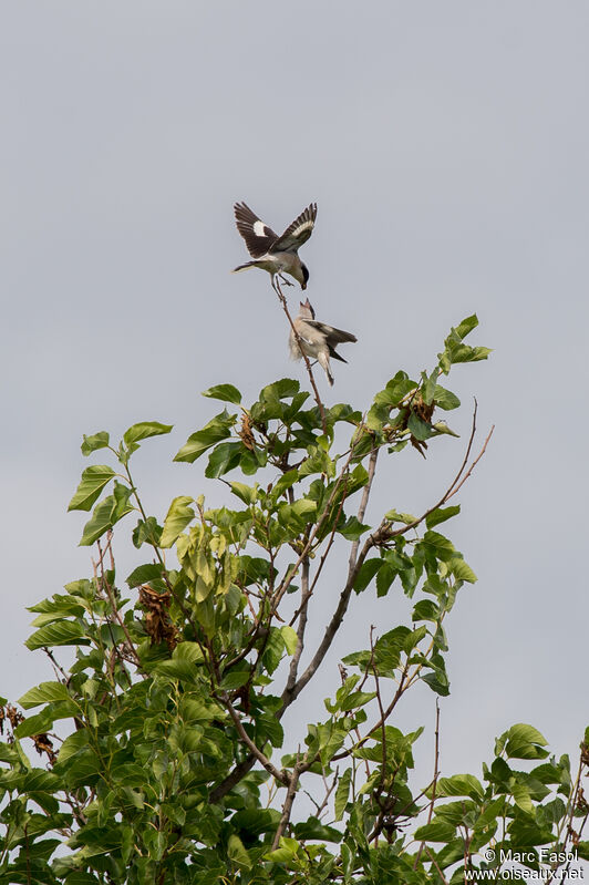 Lesser Grey Shrike, identification, Reproduction-nesting