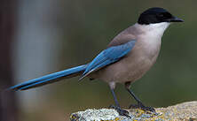 Pie Ibérique Cyanopica Cooki