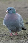 Pigeon colombin