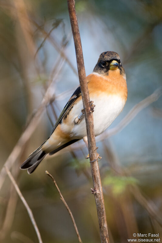 Pinson du Nord mâle adulte, identification