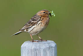 Pipit à gorge rousse