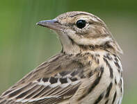 Pipit des arbres