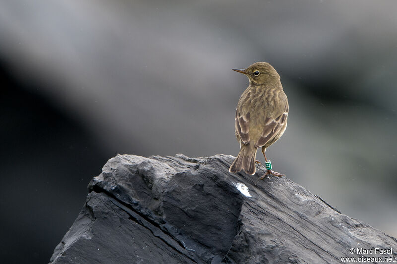 European Rock Pipitadult, identification