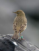 European Rock Pipit