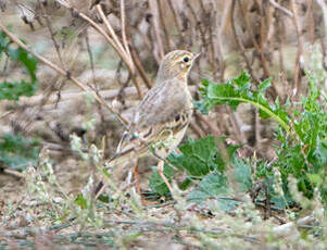 Pipit rousseline