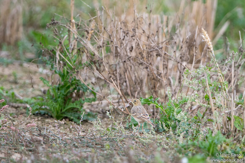 Pipit rousseline, identification