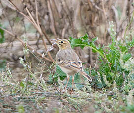 Pipit rousseline