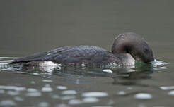 Plongeon arctique