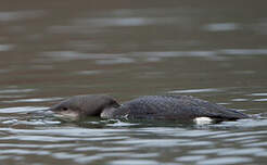 Plongeon arctique