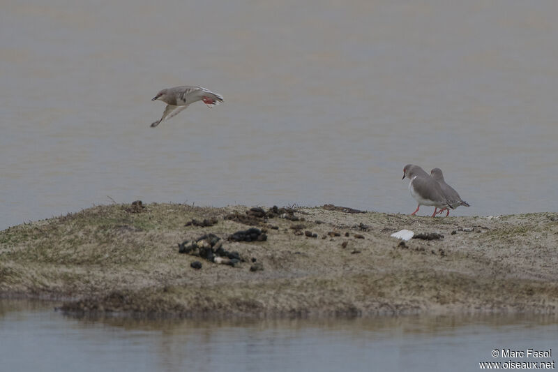 Magellanic Plover, courting display