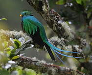 Resplendent Quetzal - Pharomachrus mocinno