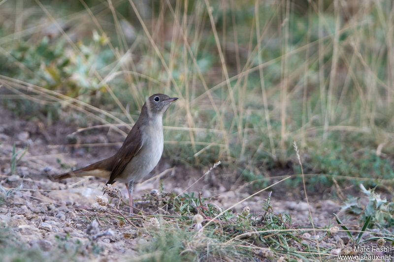 Common Nightingaleadult, identification