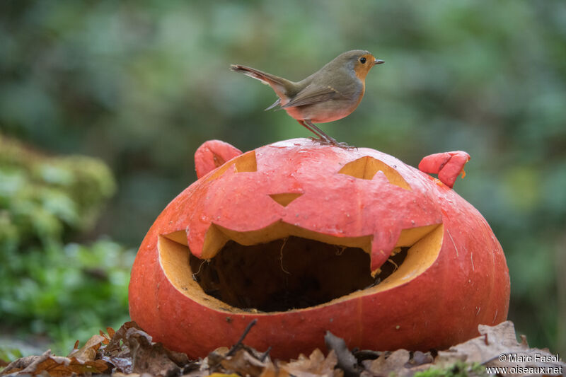 European Robinsubadult