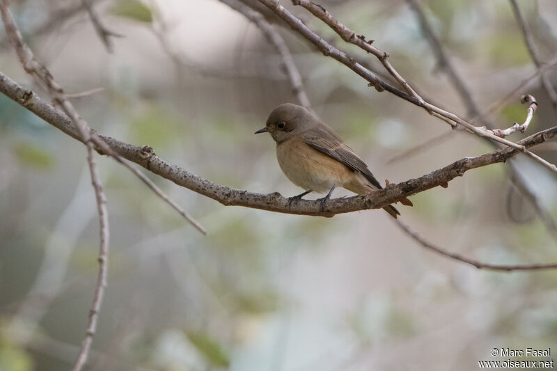 Common Redstart female adult, identification