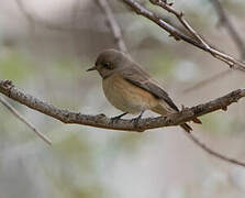 Common Redstart