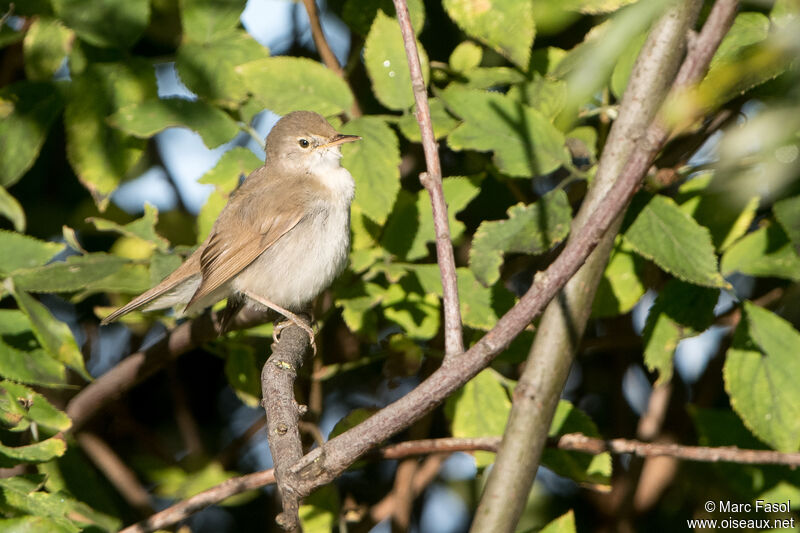 Rousserolle des buissons, identification