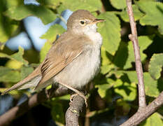 Blyth's Reed Warbler