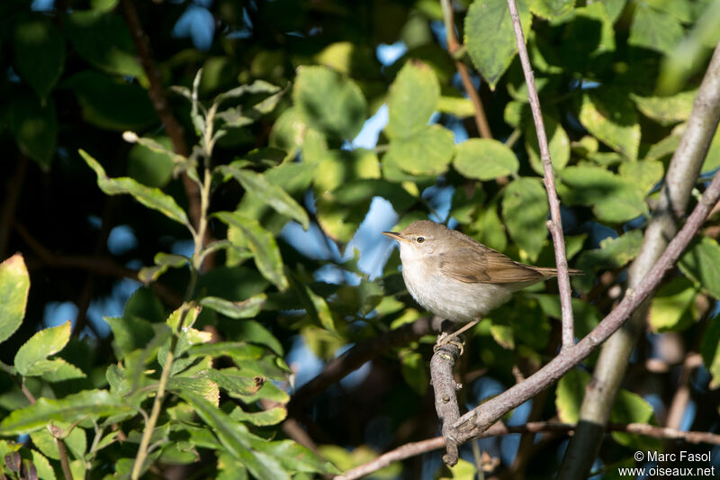 Rousserolle des buissons, identification