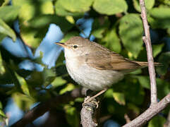 Blyth's Reed Warbler