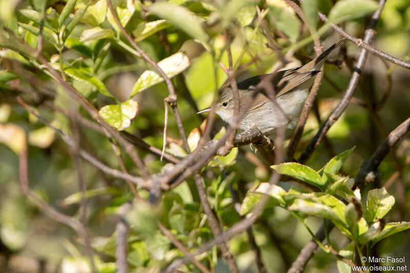 Rousserolle des buissonsadulte internuptial, habitat