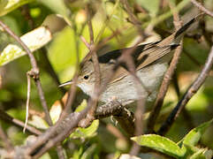 Blyth's Reed Warbler