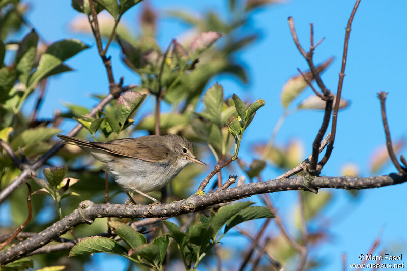 Blyth's Reed Warbleradult post breeding, habitat