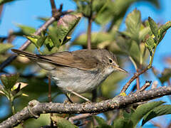 Blyth's Reed Warbler