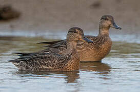 Eurasian Teal