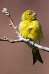 Serin des Canaries