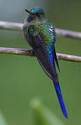 Violet-tailed Sylph