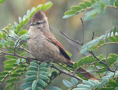 Brown-capped Tit-Spinetail