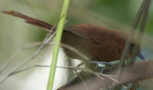 Rufous Spinetail