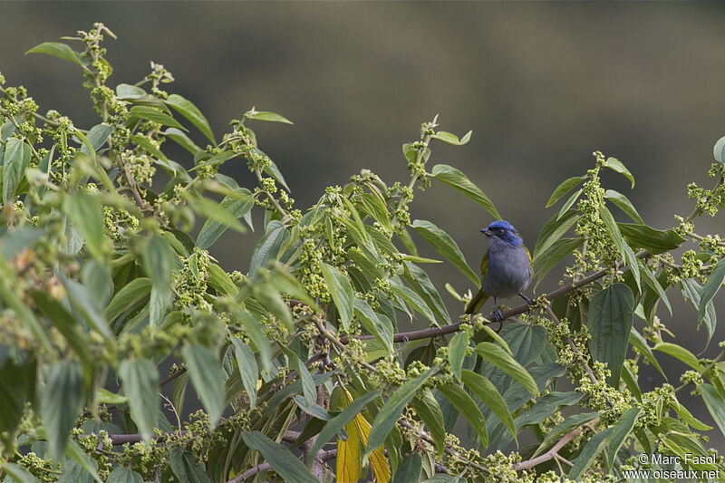 Blue-capped Tanageradult, identification